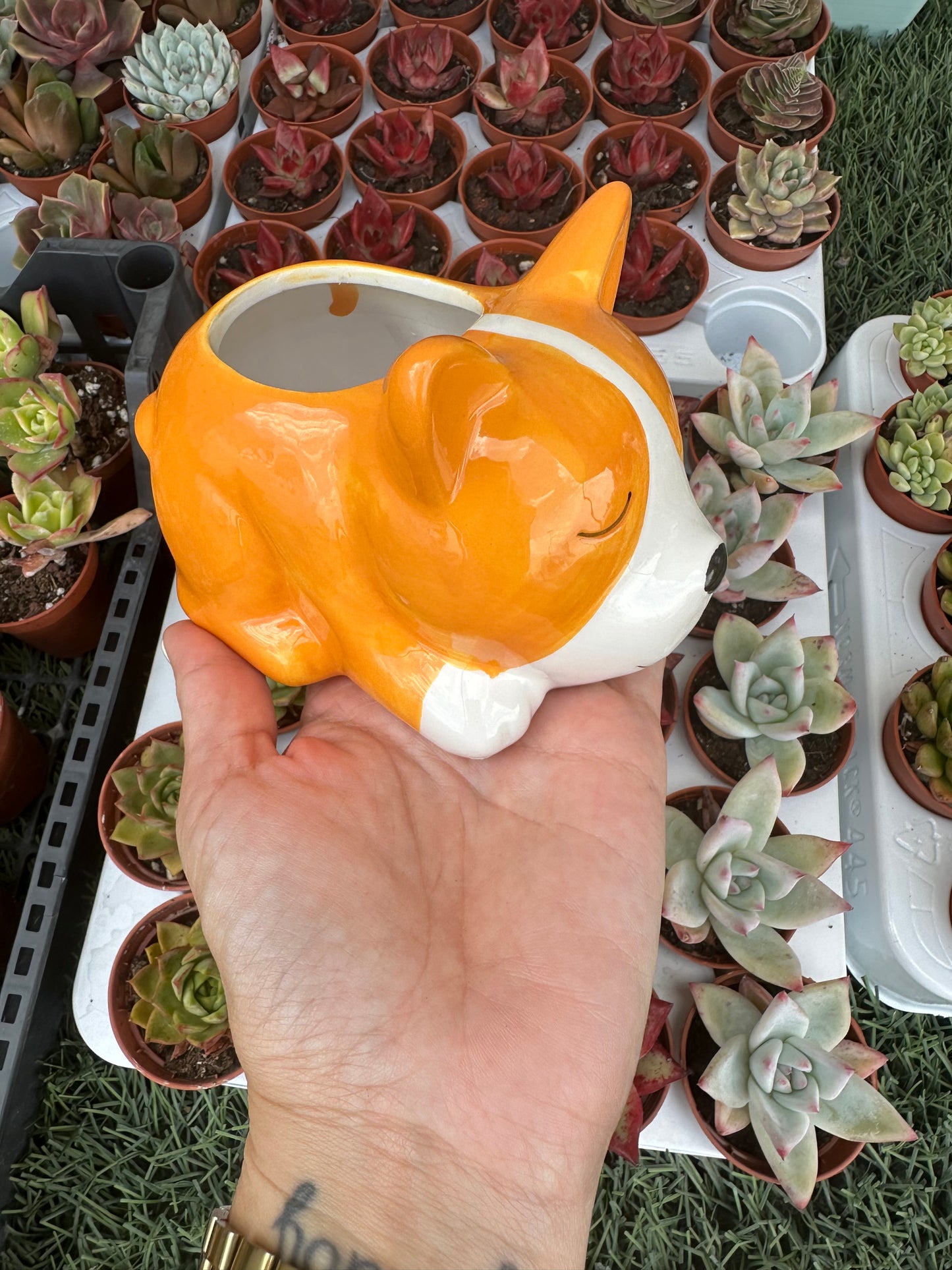 Maceta perro