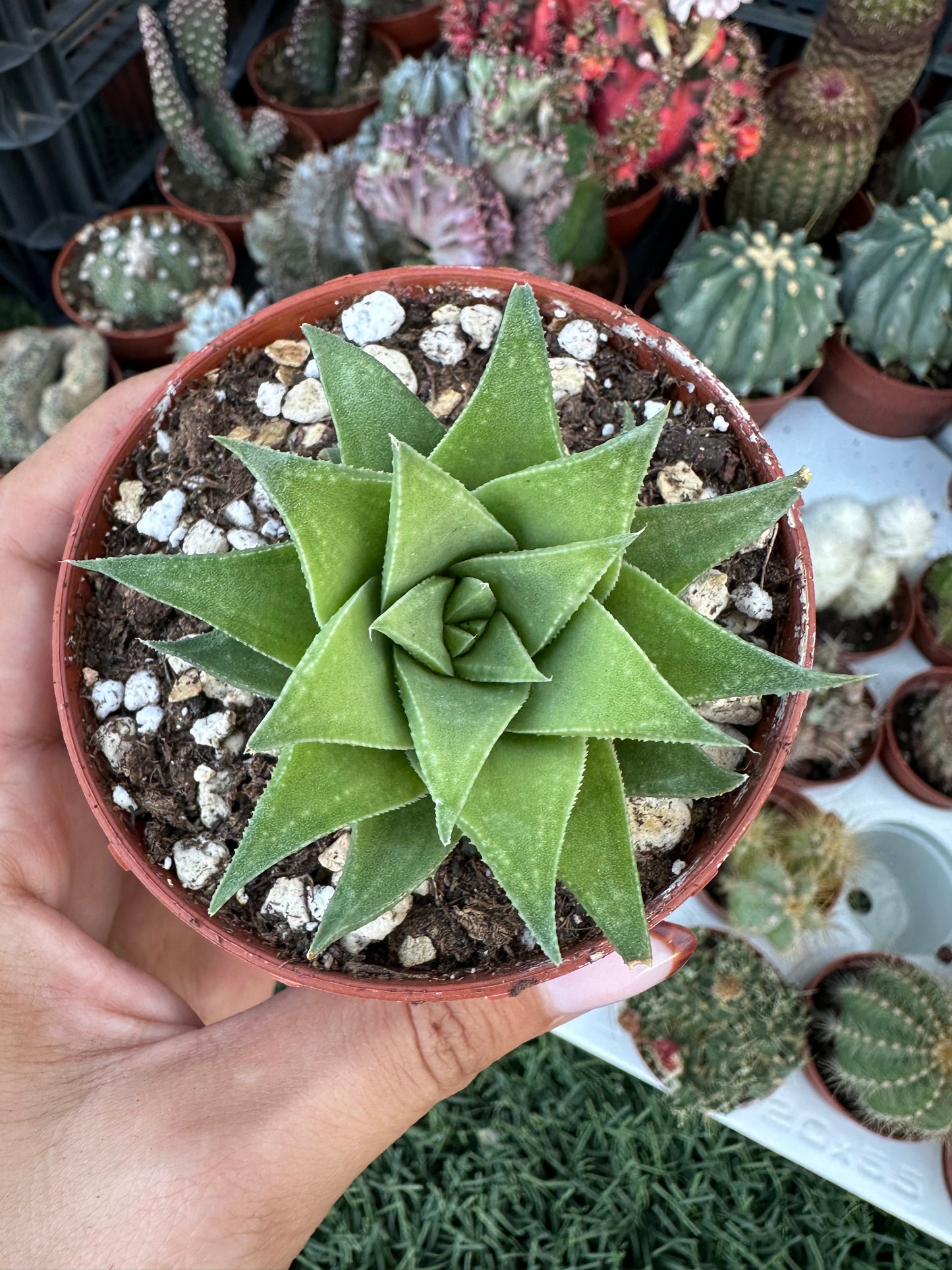 Haworthia