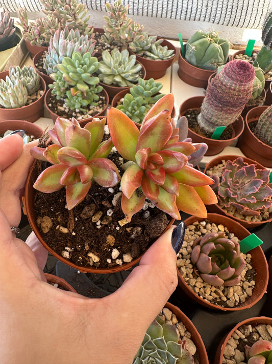 Sedum Nussbaumerianum