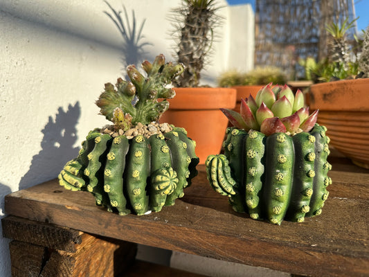 Maceta cactus