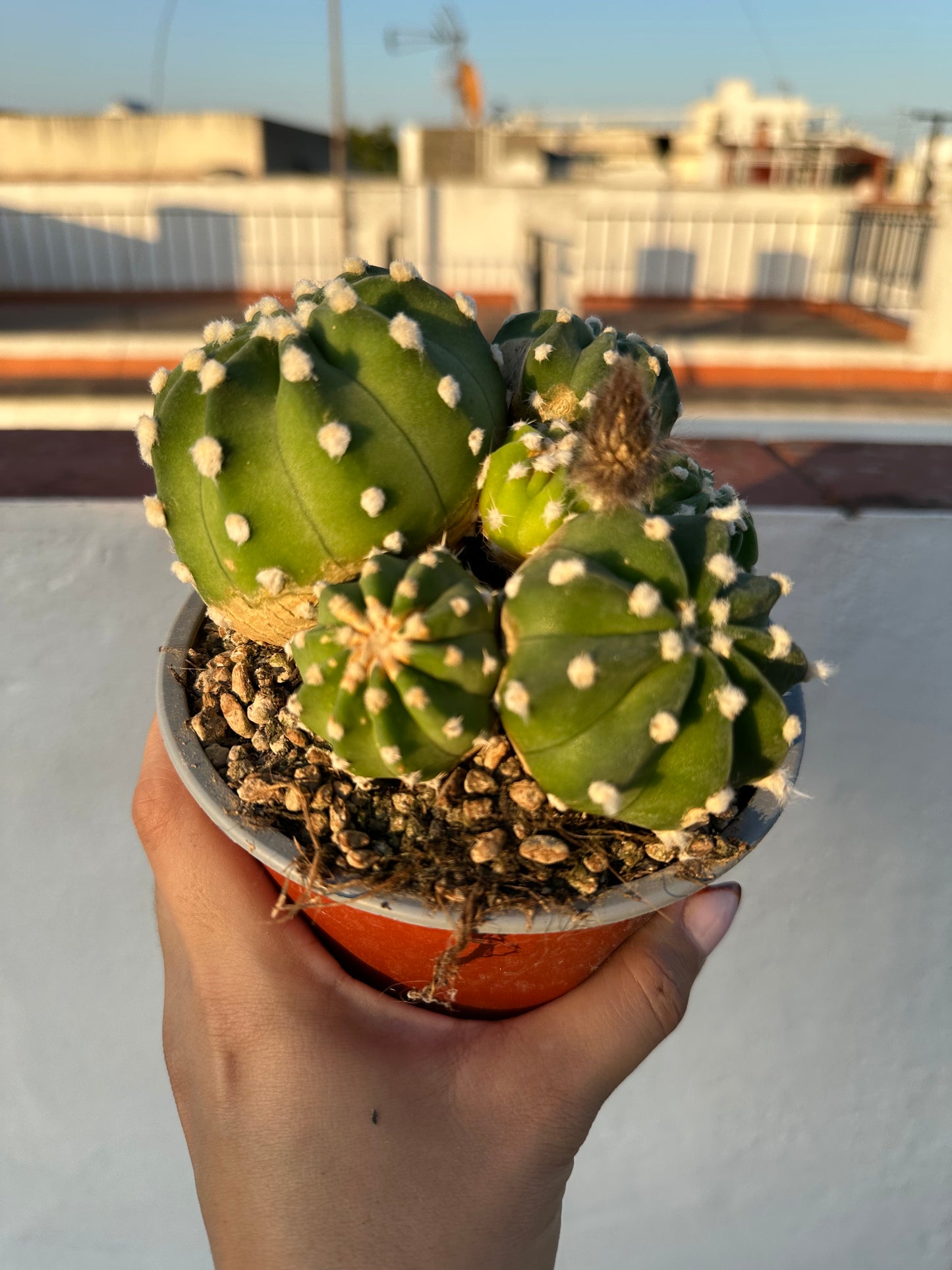 Echinopsis Subdenudata “Cactus Linterna”