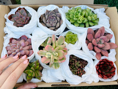 SucuBox - Pack de 10 suculentas