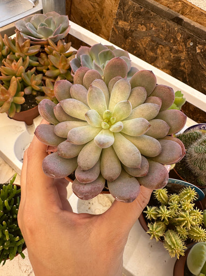 Echeveria black raccoon