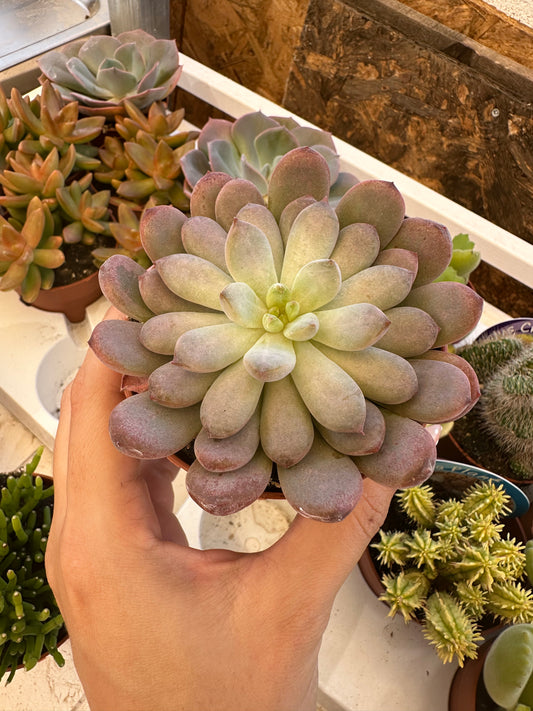 Echeveria black raccoon