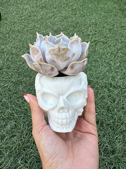 Echeveria Lilacina “Ghost Echeveria”