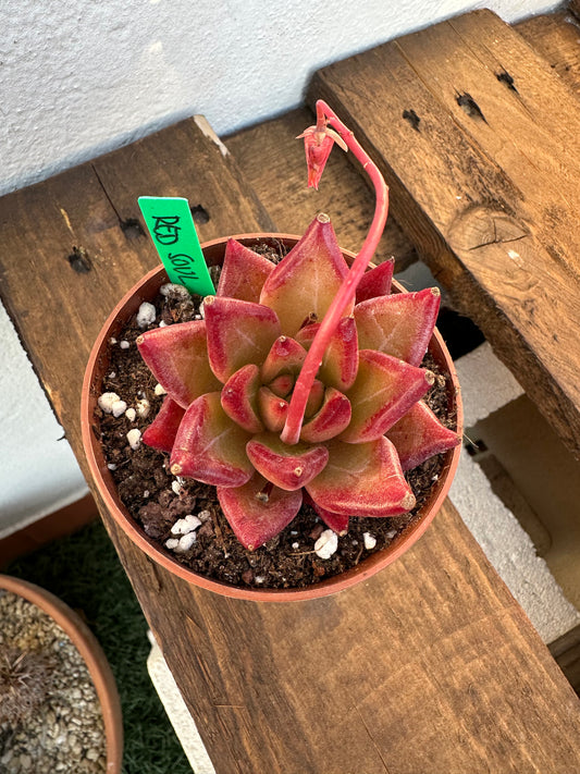 Echeveria Red Soul
