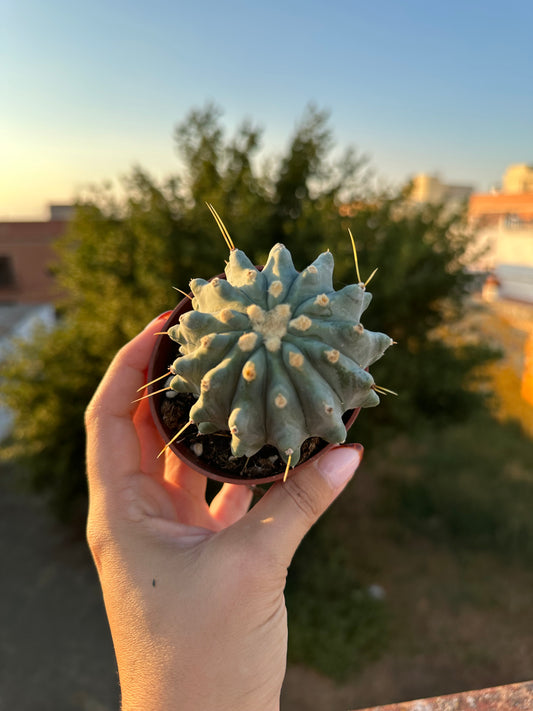 Ferocactus Glaucescens Inermis