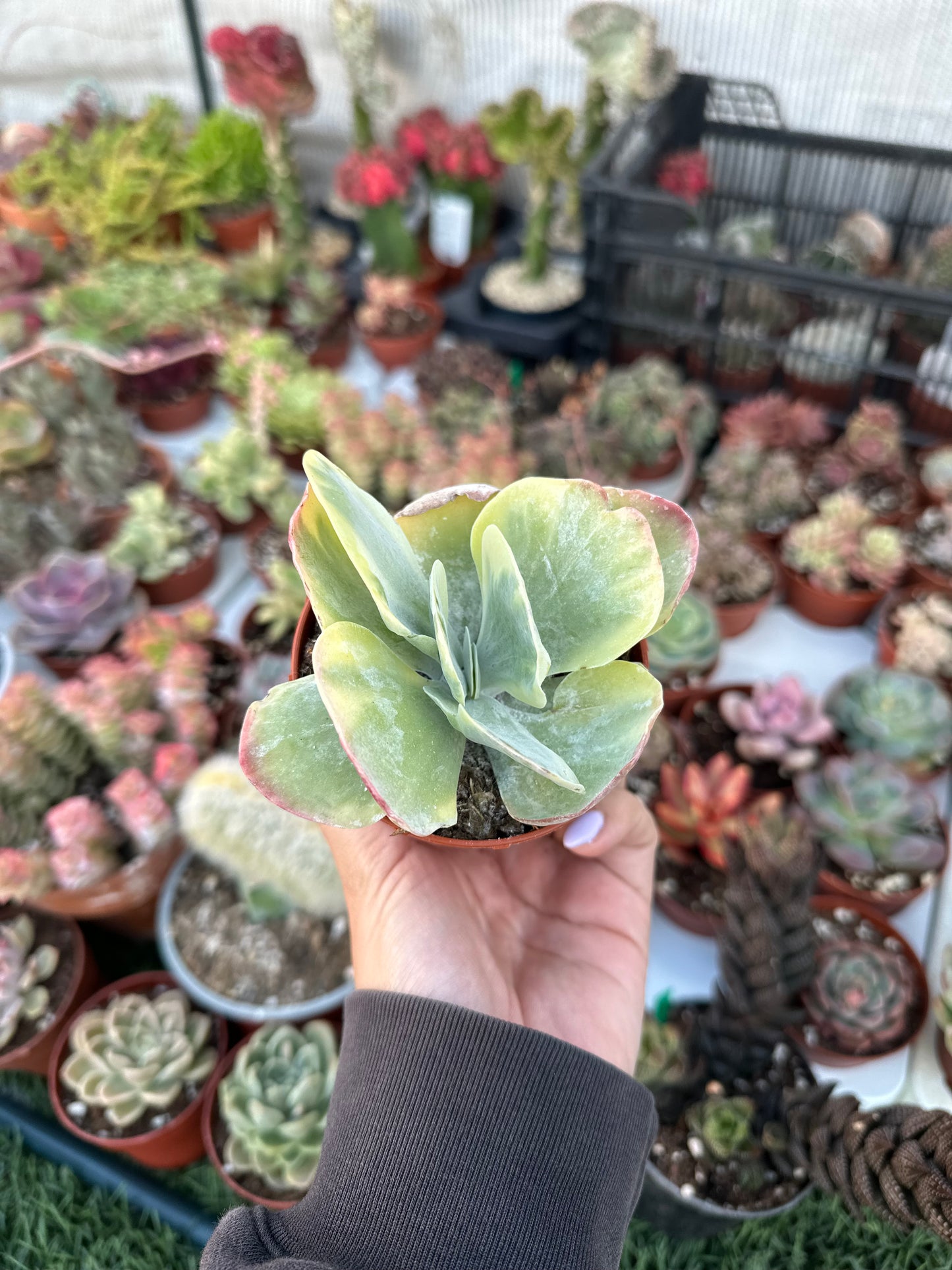 Kalanchoe Trysiflora Variagata