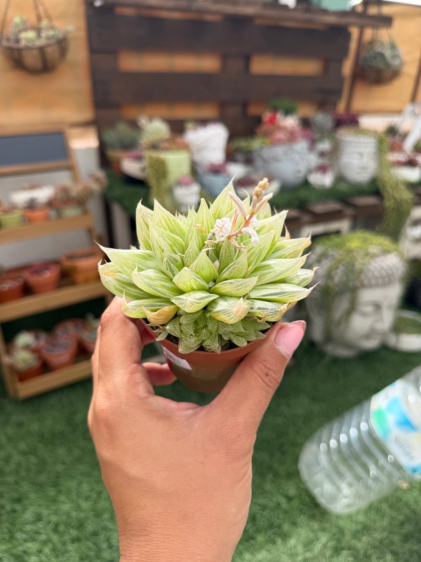 Haworthia Cooperi Variegata
