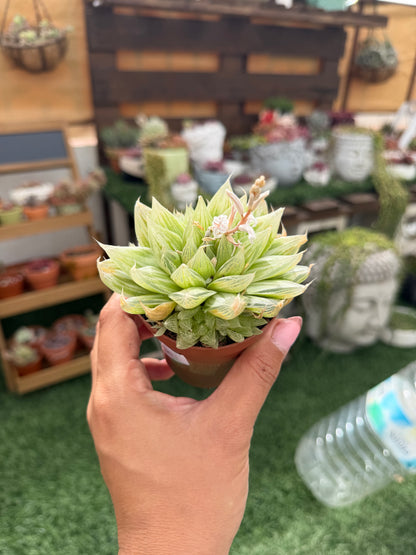 Haworthia Cooperi Variegata