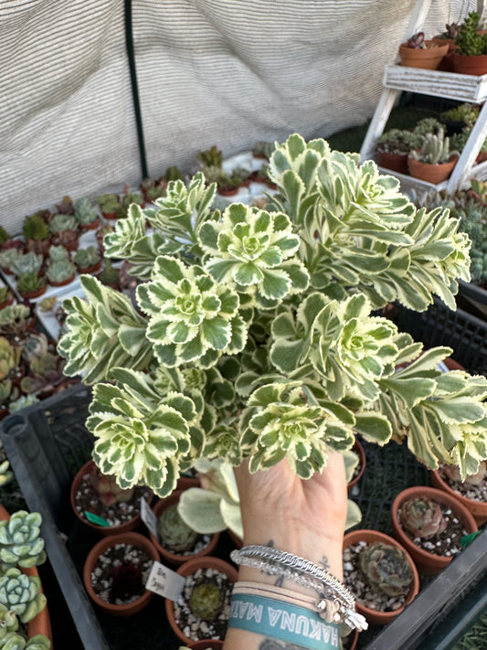 Sedum takesimensis Atlantis