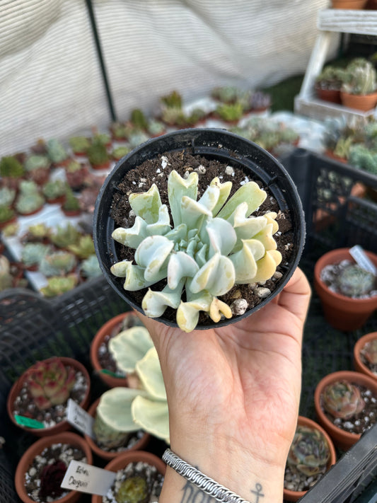 Echeveria Topsy Turvy 8,5cm