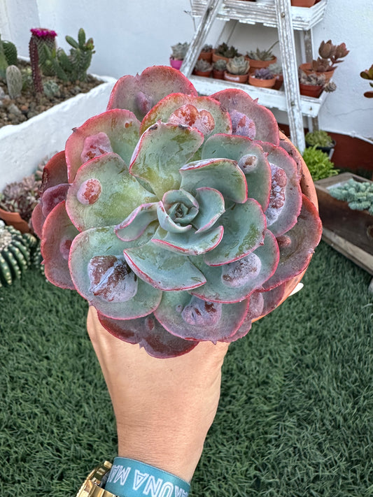 Echeveria Raindrops (11cm)
