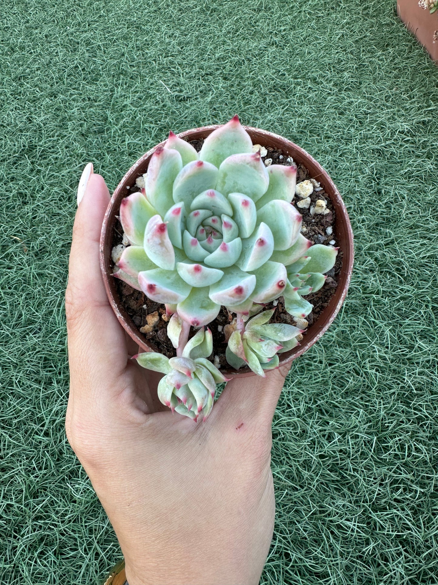 Echeveria Tippy
