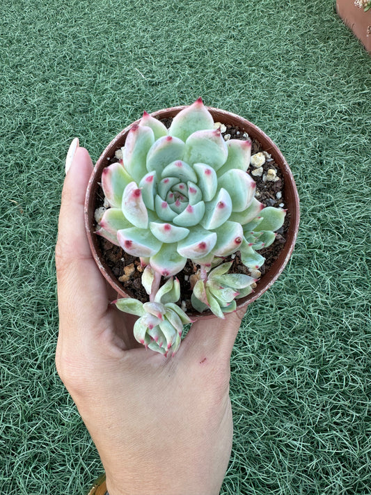 Echeveria Tippy