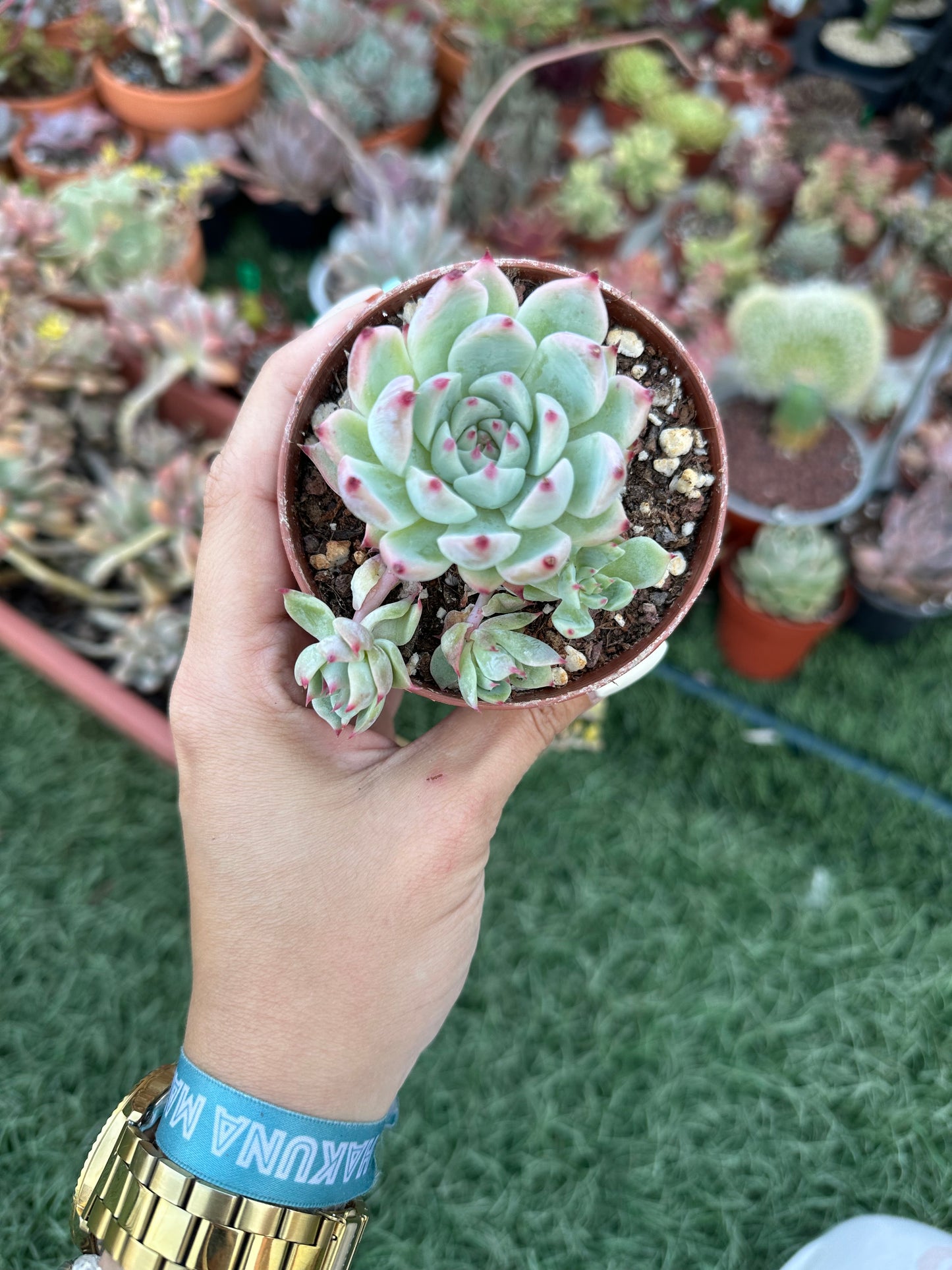 Echeveria Tippy