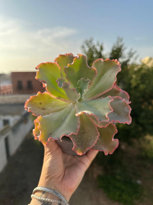 Echeveria Giant Blue