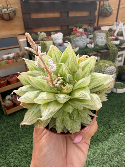Haworthia Cooperi Variegata