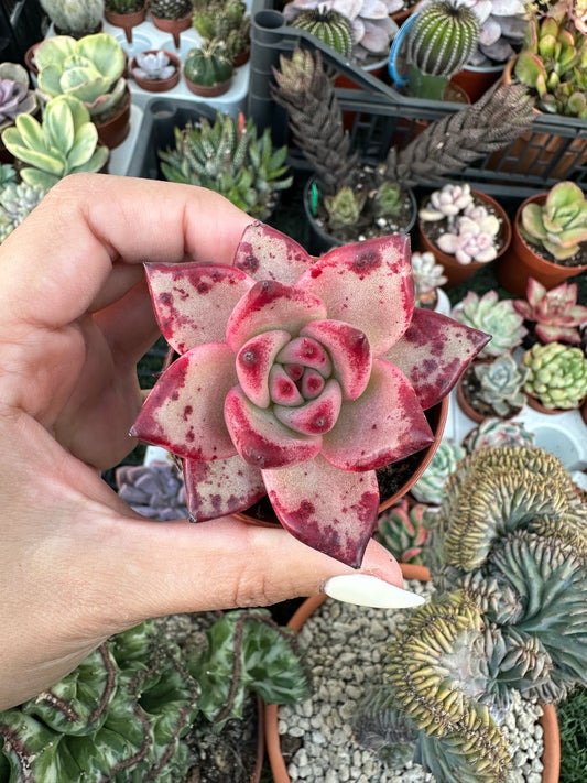 Echeveria Agavoides