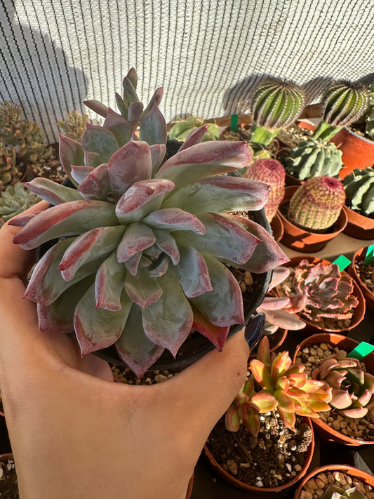 Echeveria Colorata var. Brandtii
