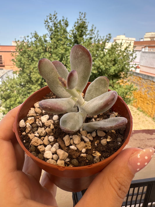 Cotyledon orbiculata oophylla