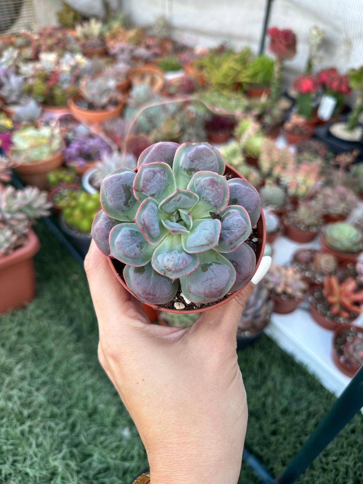 Echeveria Raindrops