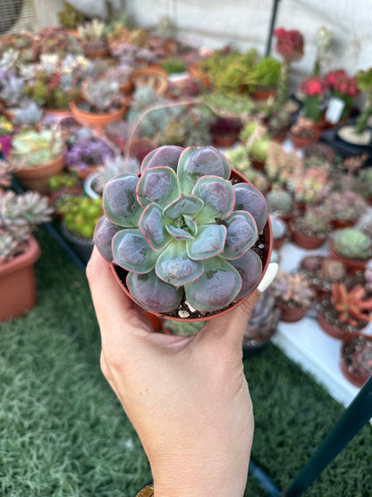 Echeveria Raindrops