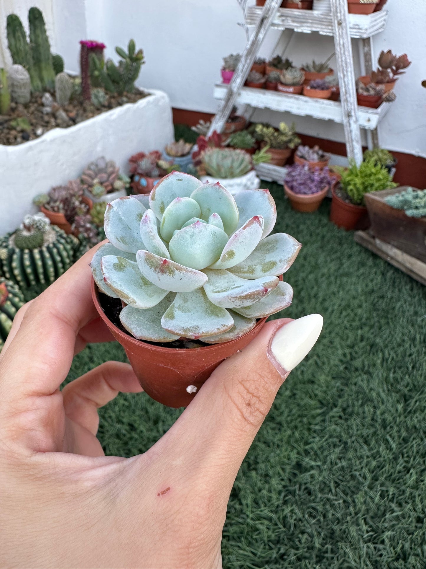 Echeveria Monroe x Laui