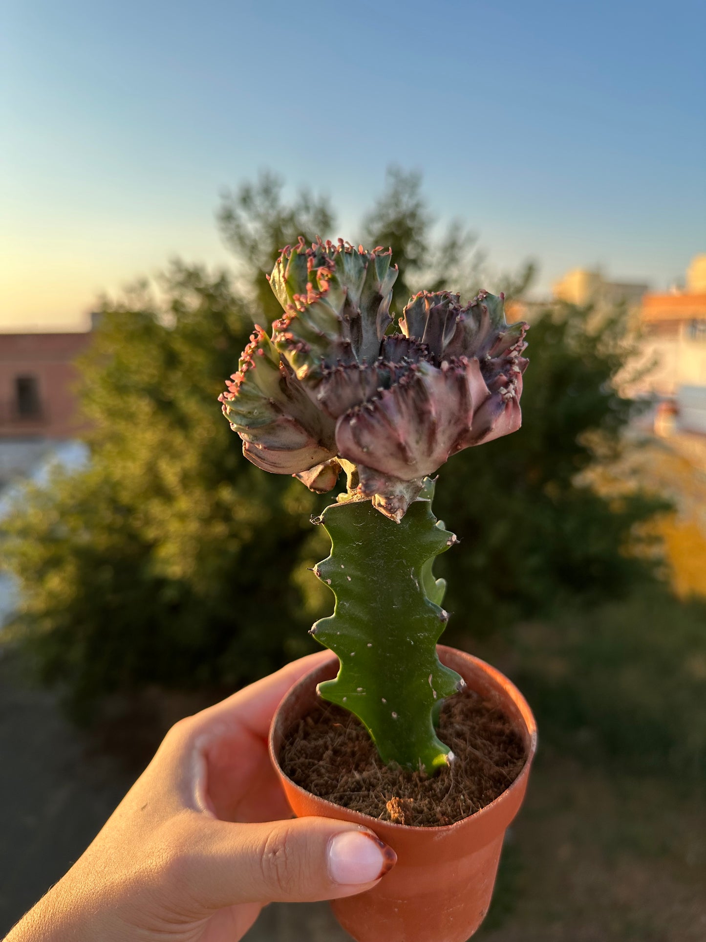 Euphorbia Lactea Cristata “Coral”