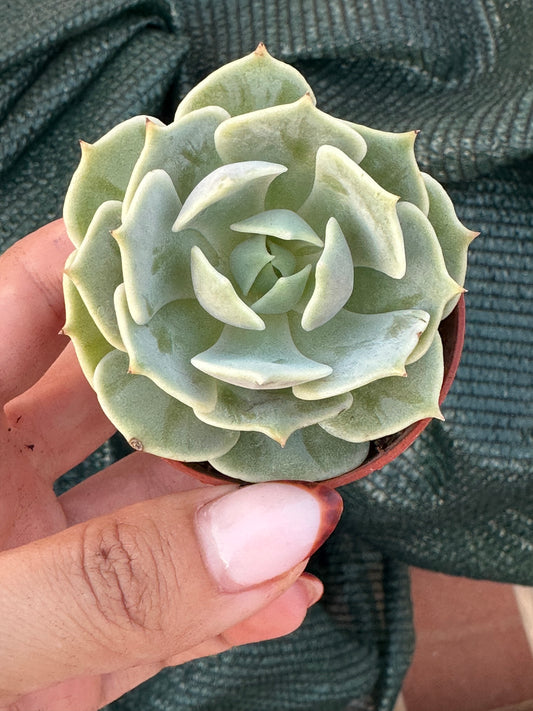 Echeveria Lola