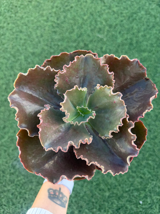 Echeveria Crenulata