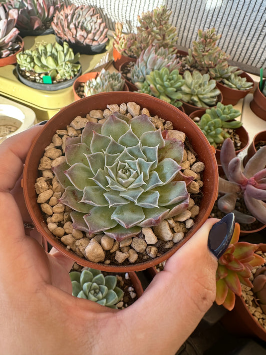 Echeveria Simulans ‘Laguna Sánchez’