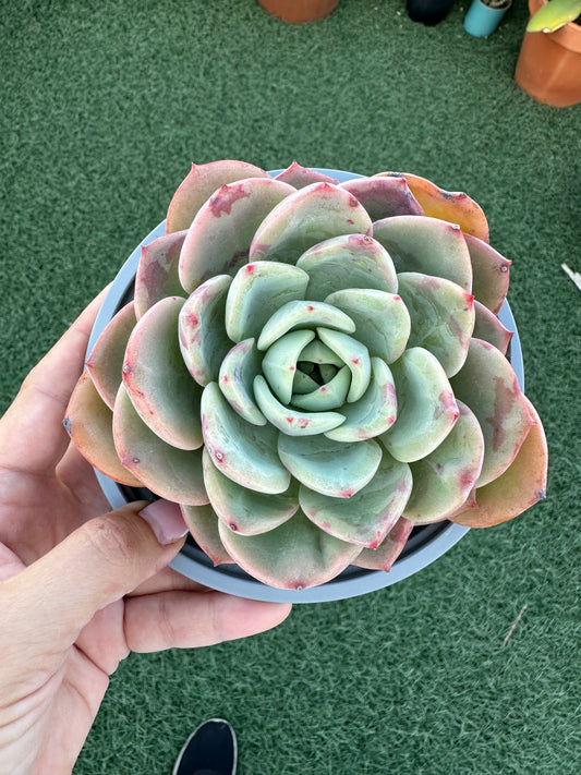 Echeveria agavoides salmón