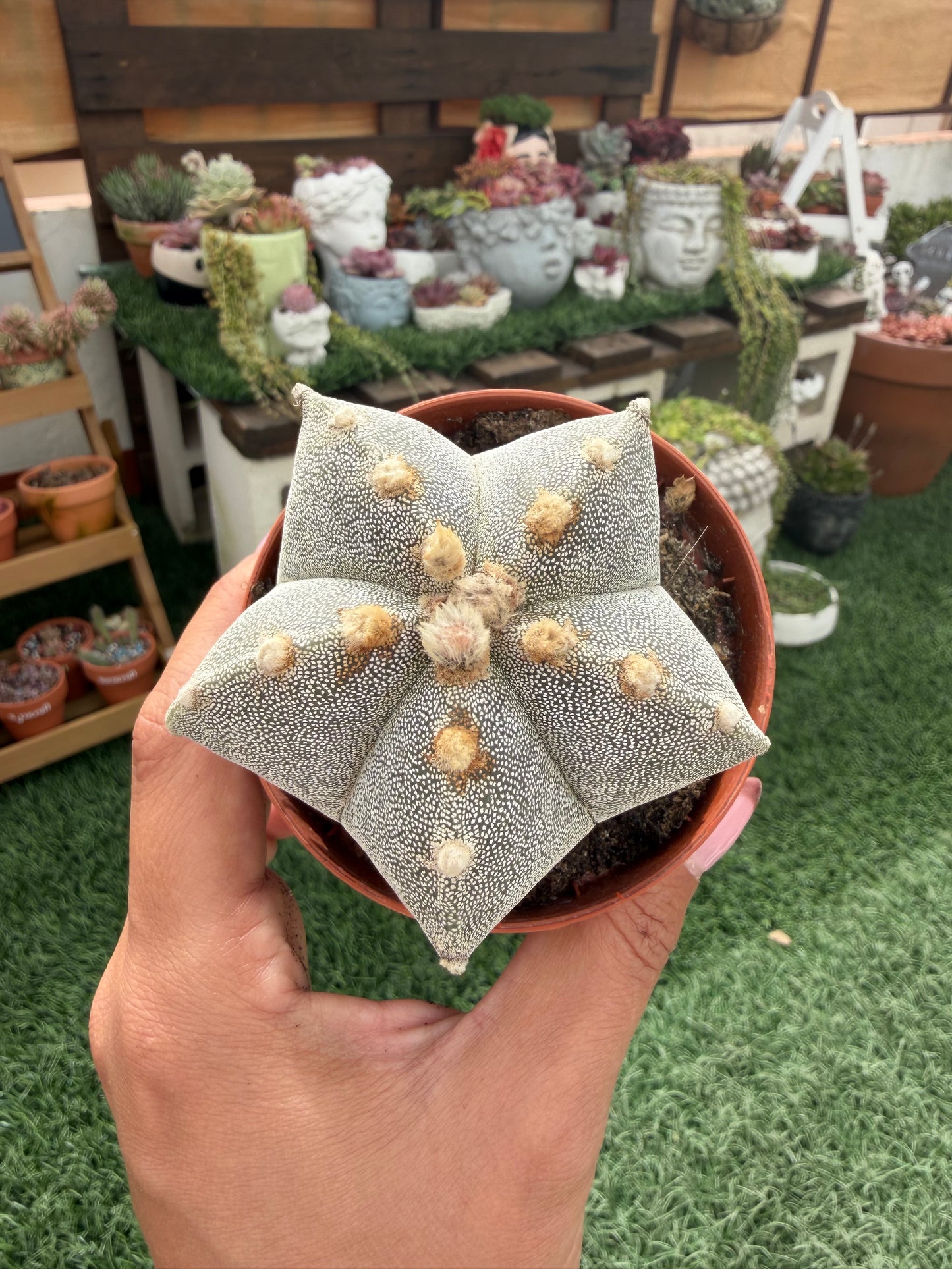 ASTROPHYTUM MYRIOSTIGMA