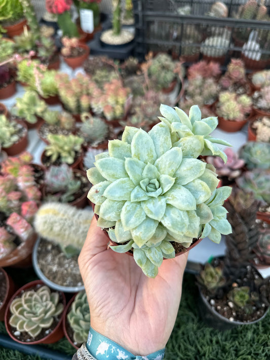 Echeveria Elegans Monstruosa