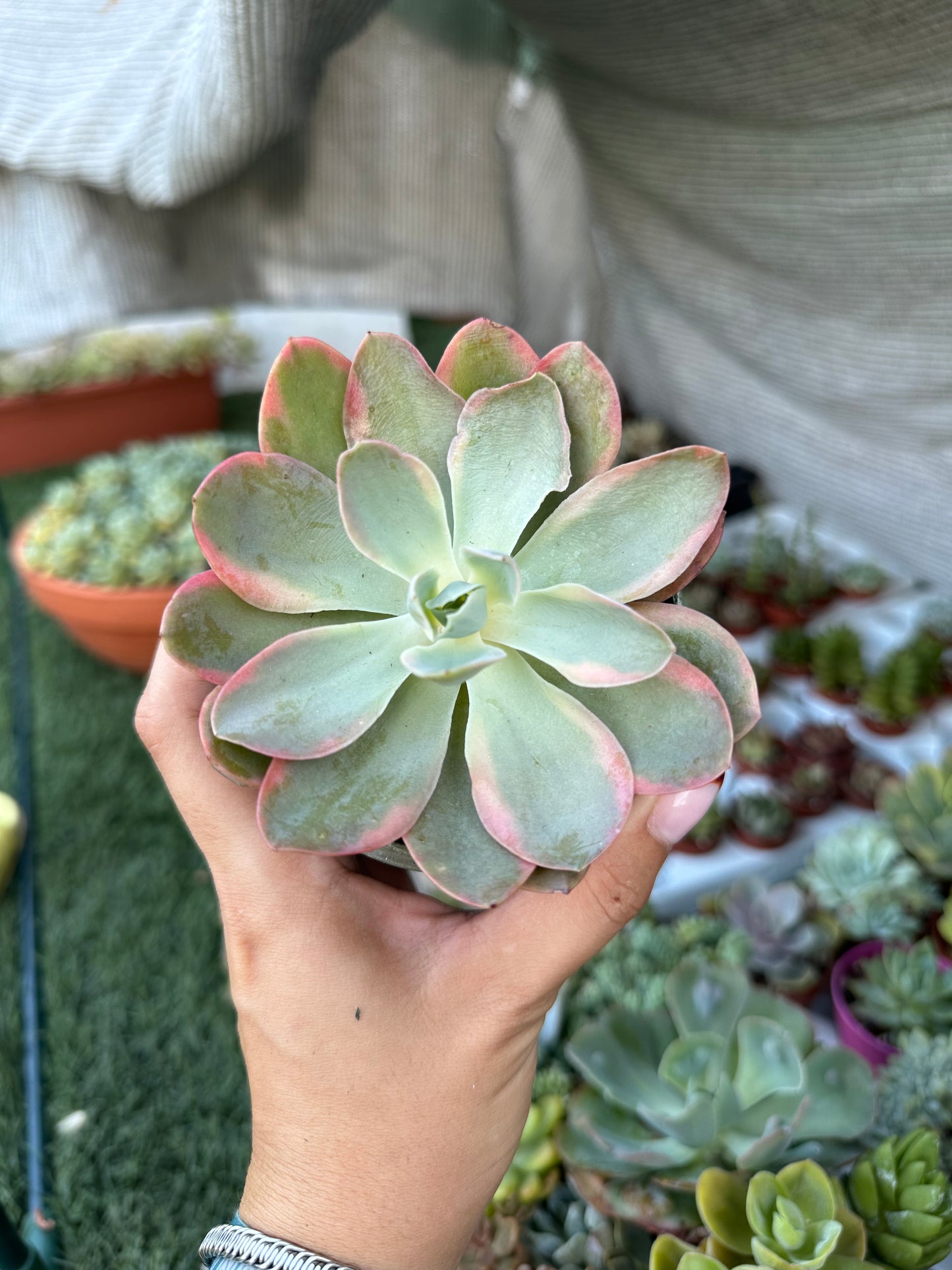 Echeveria Pink Vera variegata