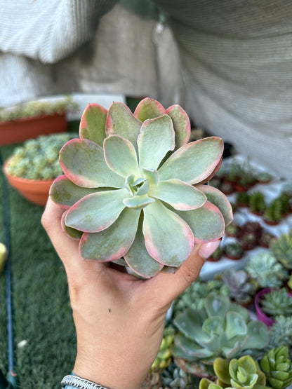 Echeveria Pink Vera variegata