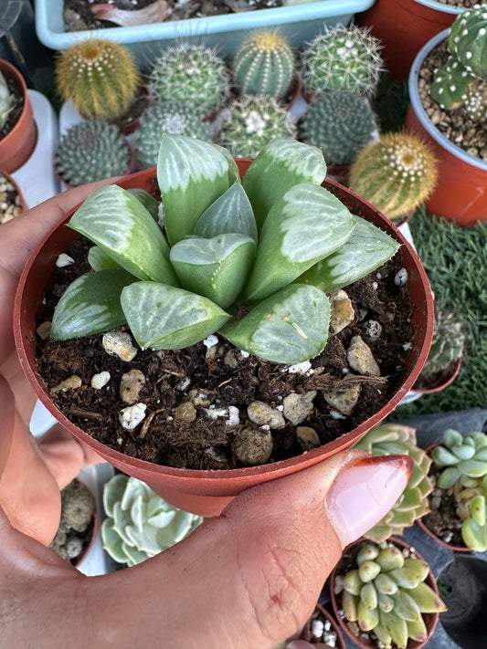 Haworthia