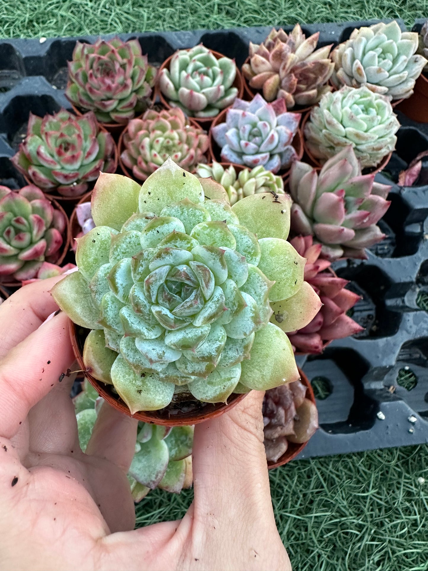Echeveria Coreana