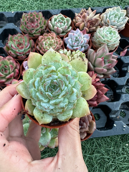 Echeveria Coreana