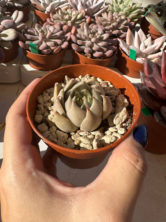 Echeveria Tobarensis