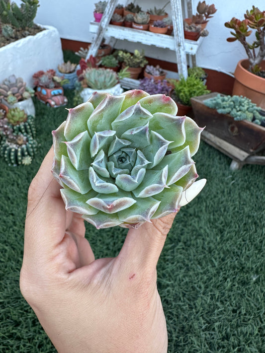 Echeveria Simulans ‘Laguna Sánchez’