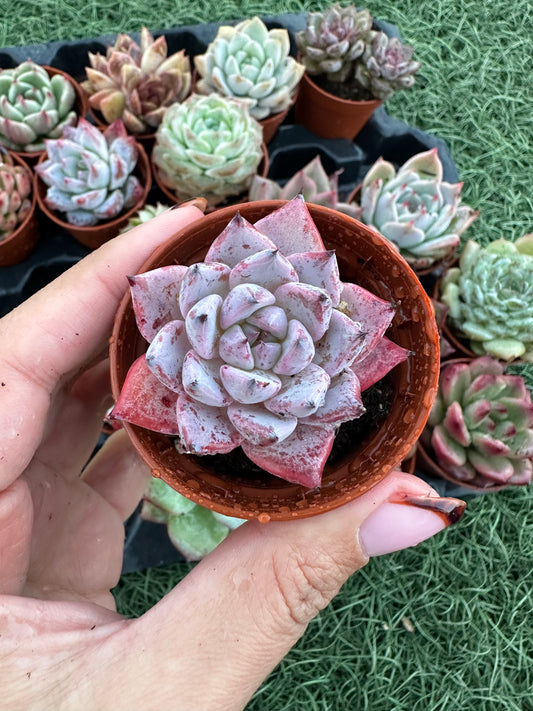 Echeveria Coreana
