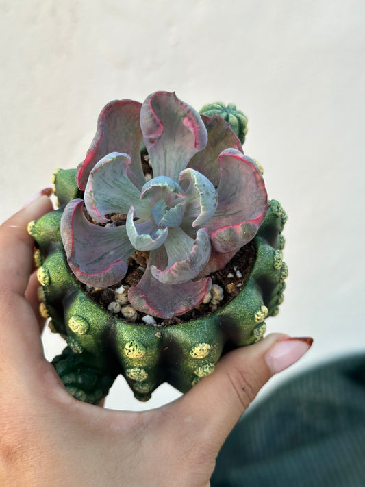 Echeveria Beyonce Variegata