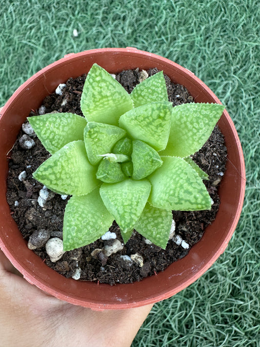 Haworthia