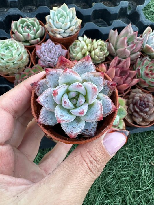 Echeveria Coreana