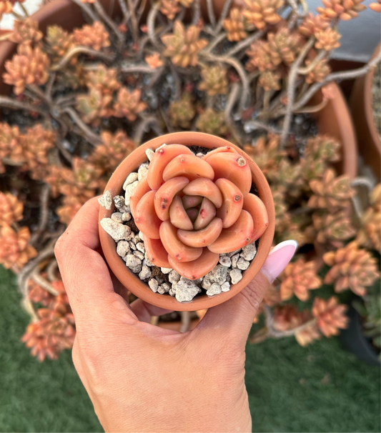 Echeveria Brandy