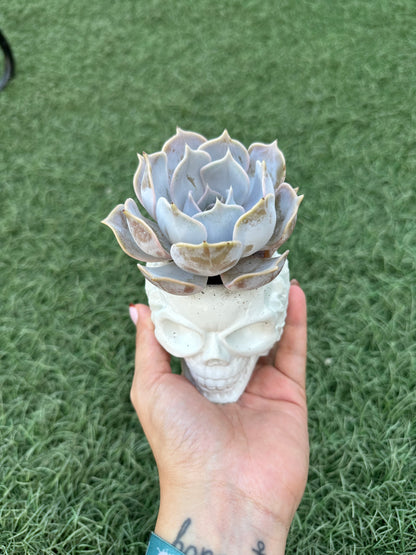 Echeveria Lilacina “Ghost Echeveria”