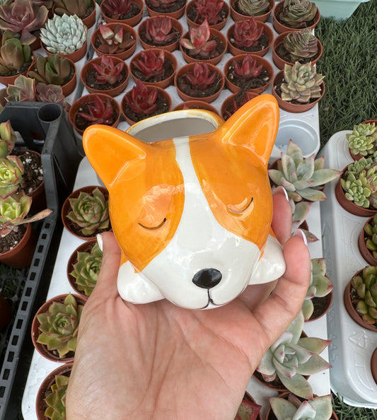 Maceta perro