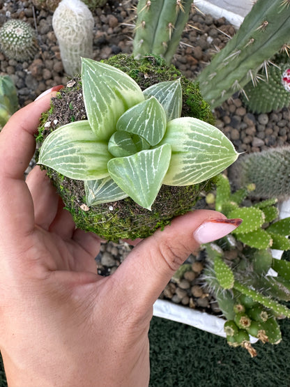 Haworthia
